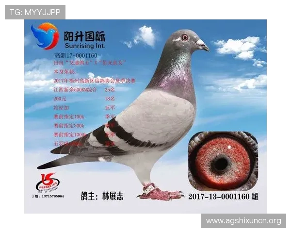 提升AG国际厅全站登录成功率的实用技巧，确保每次登录都顺利无阻